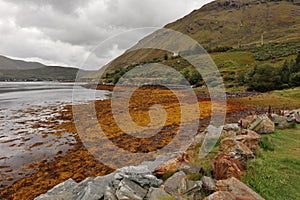 Leenane Ã¢â¬â Tappeto di alghe sulla riva del fiordo photo